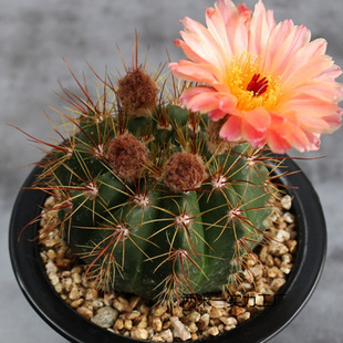 ������������������ѣ����{����ϡ���_�����^����ֲ���С����