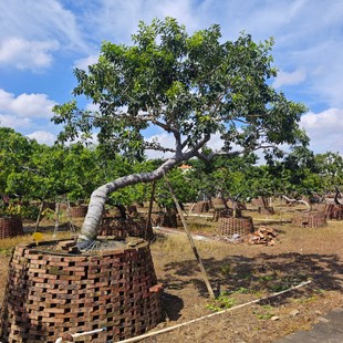 ���ͼt���������ֱ�l���͹Ř������e��ͥԺ�Nֲ�쾰�F�����辰