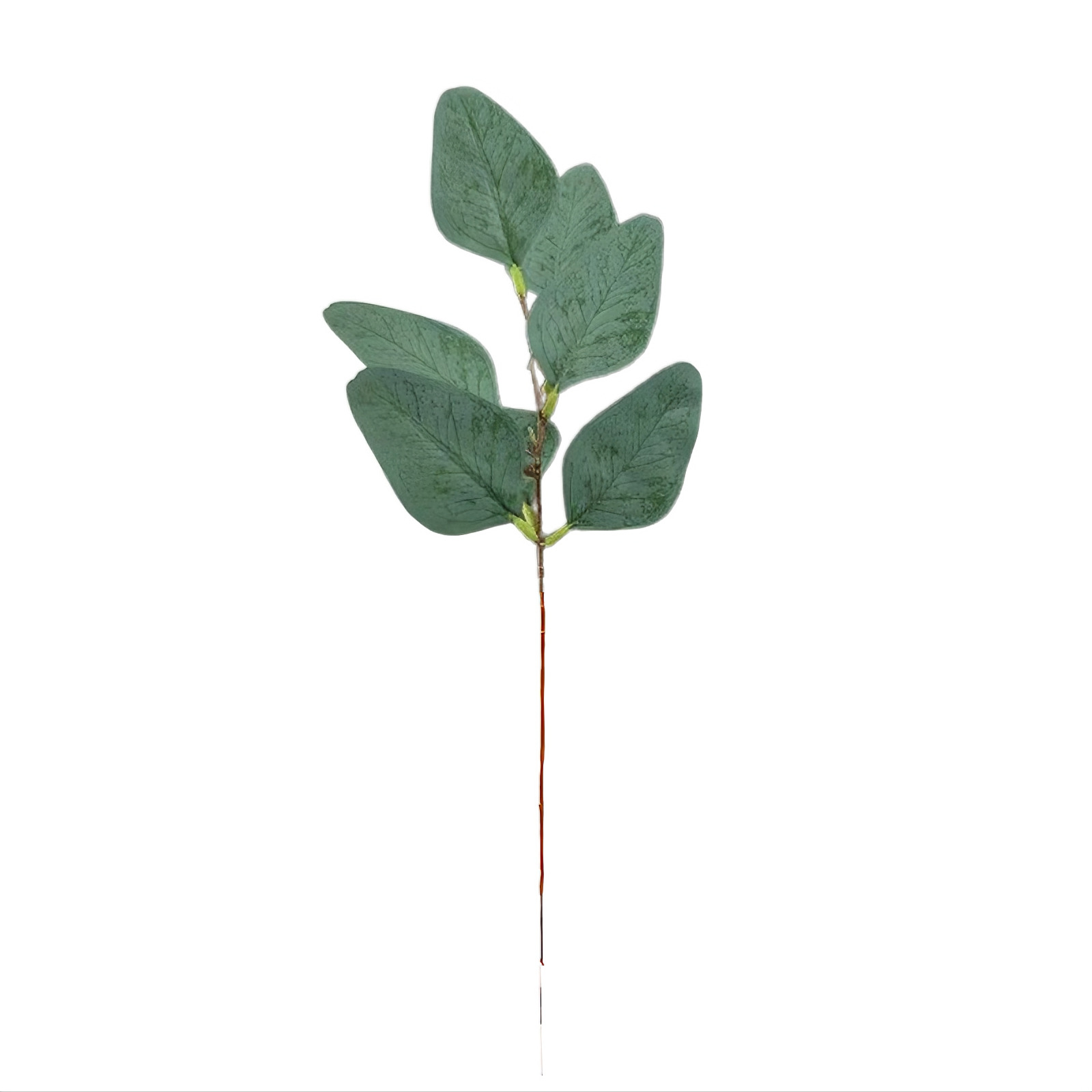 열매가 없는 얕은 뾰족한 잎