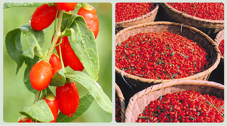 Premium Ningxia Goji Berries Gou Qi Zi Dried Wolfberry Fruit for Tea Soup Congee 100g in use