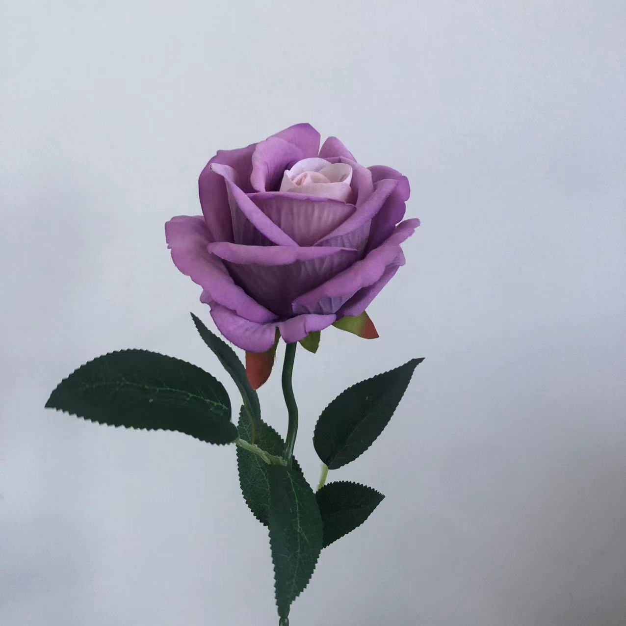 보라