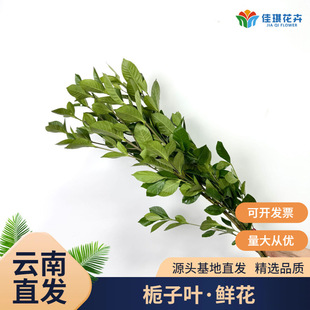 �d���~�r�����r�~�ľGֲ���l�������ֱ�l��ˇ���@�����仨���