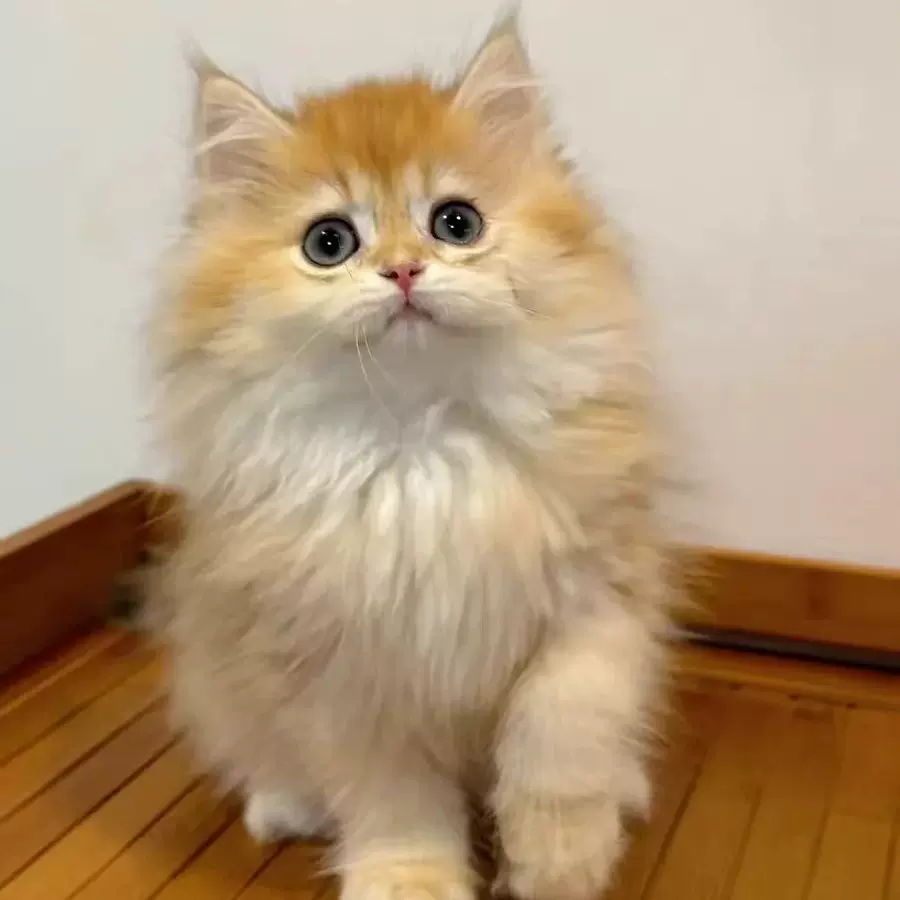出售宠物猫咪幼崽活体英短金渐层幼猫活物长毛蓝金渐层矮脚幼猫活