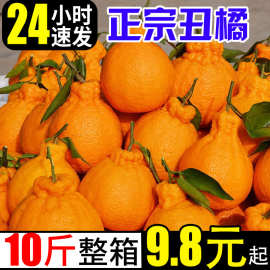 果园直发正宗四川不知火丑橘丑八怪橘子当季新鲜水果整箱批发