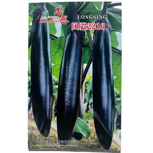Long Stick-Shaped Long Eggplant Seeds Fengyun 2216 Eggplant Seed Oil Black Bright Pulp Light Green Spring & Fall Black Long Eggplant