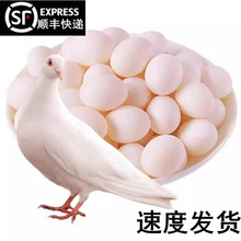 顺丰快递】鸽子蛋30枚 30个·活信鸽蛋白鸽蛋农家蛋杂粮宝宝辅食
