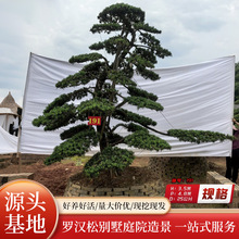 园林植物绿化树罗汉松高度3.5米地栽乔木大树别墅庭院造型迎客松