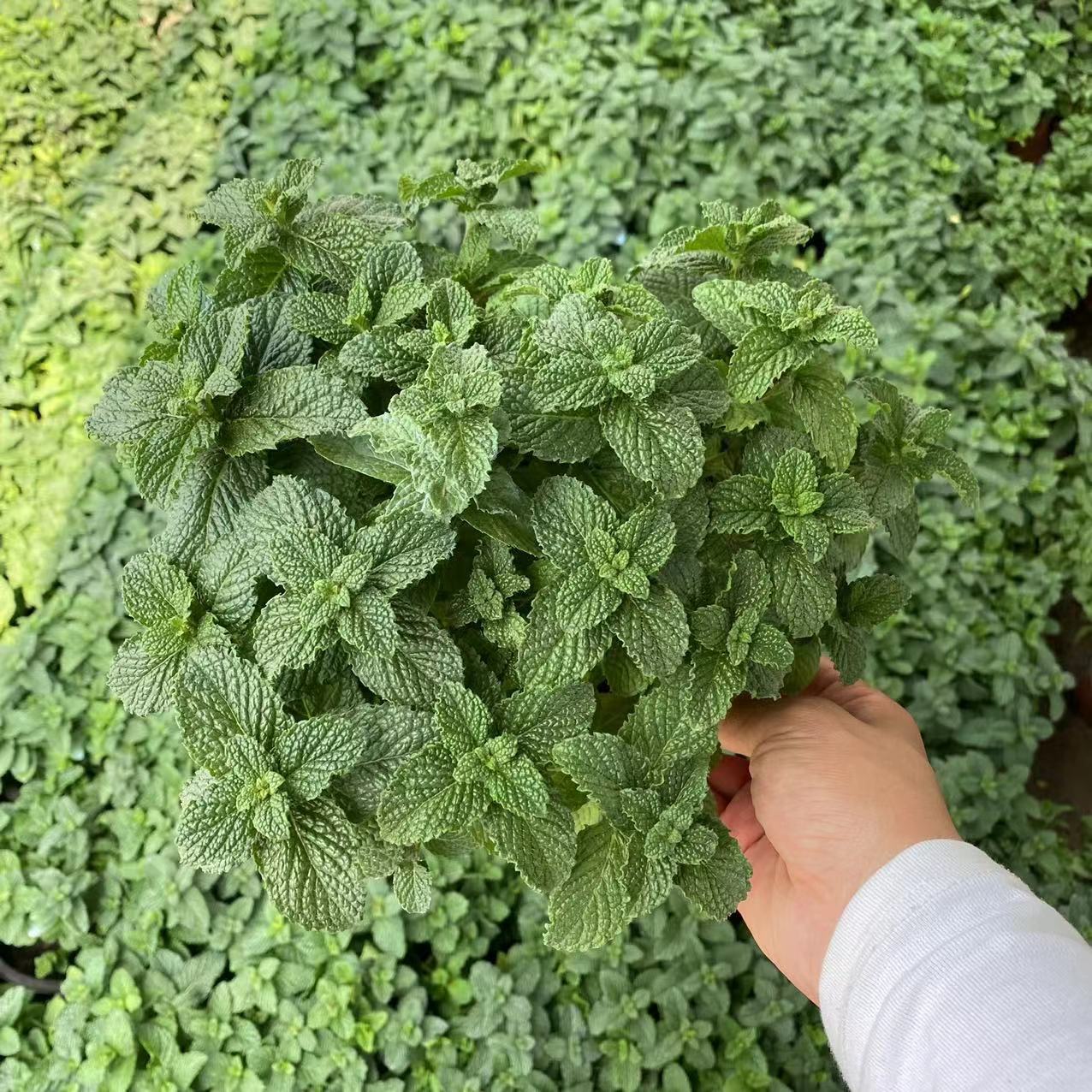 薄荷盆栽13cm盆口径参考带盆带土发货基地直销