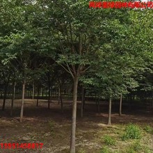 榉树基地直销苗圃现挖园林绿化行道树风景树 红榉树 工程绿化树苗