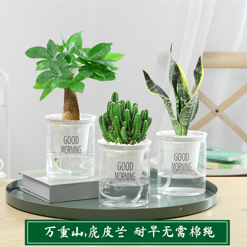 [가성비 조합] 머니트리 + 만중산 + 호랑이 피부 난초 + 영양액