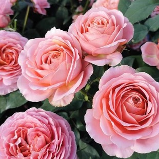 Disease-Resistant Antique Flowers, Easy to Grow, Large Flowers, Small Seedlings, Short Courtyard Balcony, Romantic Shrubs, Rose Cuttings