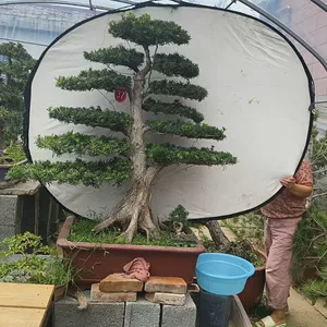 沭阳县杨丽侠花卉经营部