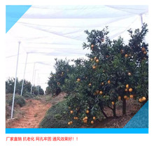 宜豪美牌全新料高密度水果防蚊虫网果树防护网植物防虫网50目