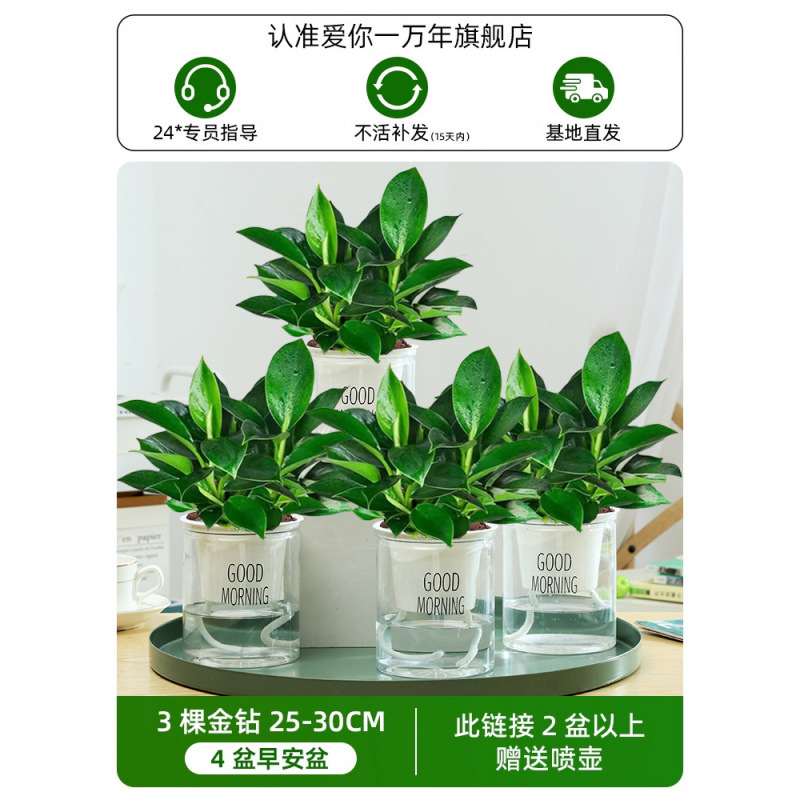 골드 다이아몬드 25-30cm 화분 4개 + 굿모닝 화분 + 영양액 + 무료 물뿌리개