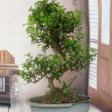 小叶雀梅 榔榆 榆树罗汉松真柏绿植花卉盆栽盆景植物造型苗