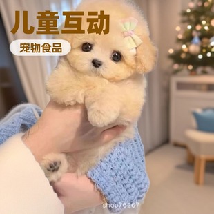 ���l�F�eȮ��Ȯ���w��С������N̩�����pȮ��HȮ�������̻���