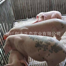 养殖场供应长太二元母猪 活体猪价格种猪猪苗 长白种猪 种类齐全