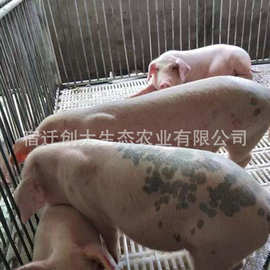 养殖场供应长太二元母猪 活体猪价格种猪猪苗 长白种猪 种类齐全