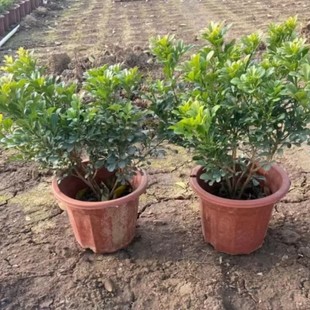 Milan Flower Potted Plant with Buds Blooms in All Seasons, Indoor and Outdoor Courtyard Balcony, Easy to Maintain, Mosquito Repellent Green Plant Flowers, Evergreen in All Seasons