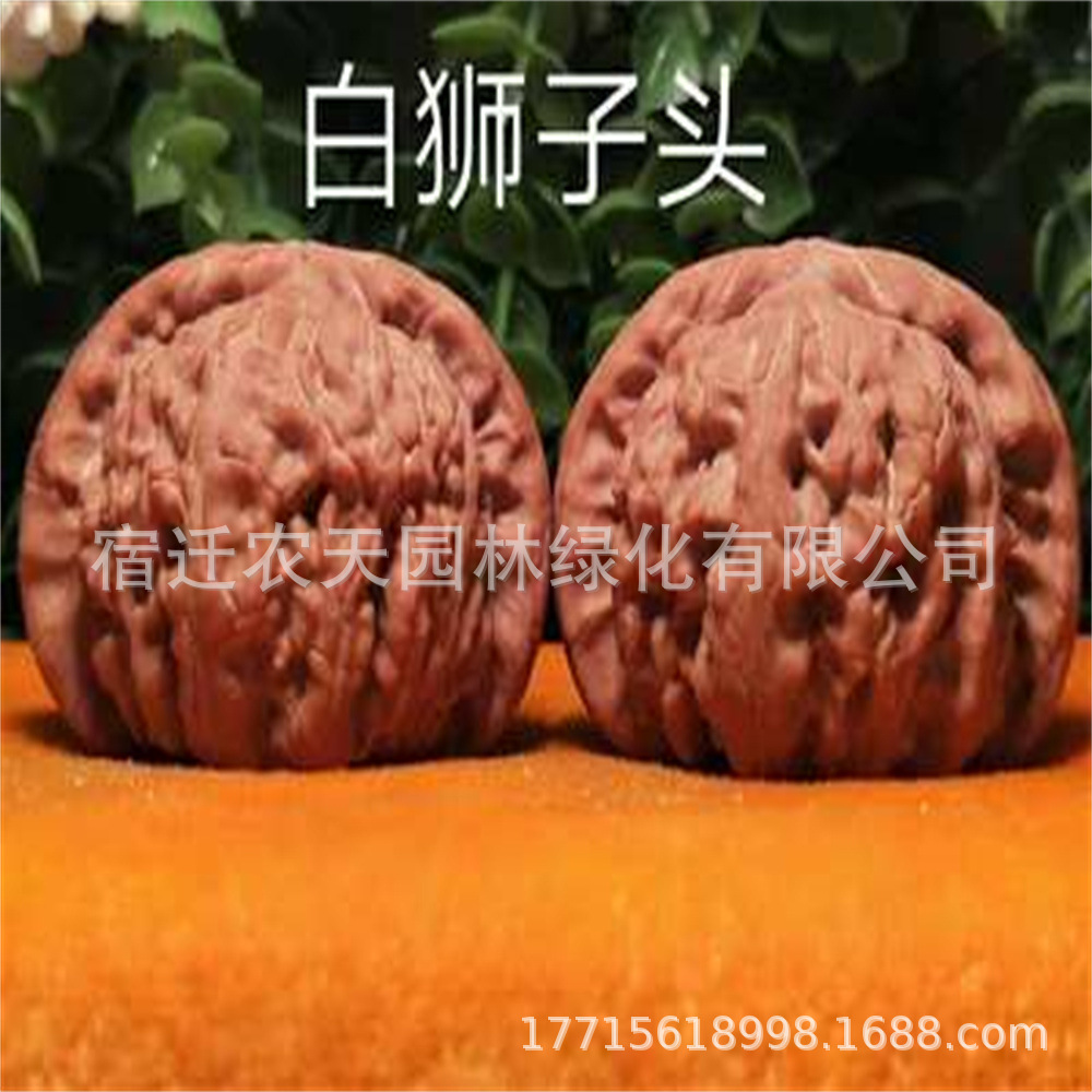 白狮子文玩麻核桃树苗 蛤蟆头 四座楼 核桃苗 当年结果南北方种植