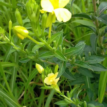 ��Ҋ�����ͻ��yƷԭ��ֲ����A������Ժ��Ħ����