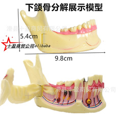 歯科口腔モデル下顎骨分解モデル歯茎下半分は歯構造分解解析を開くことができる