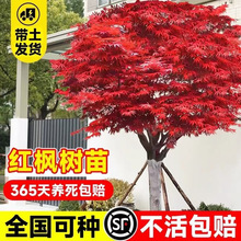 �ձ��t������t�輧ͥԺ�辰���͘������ͺ��G�������ļ�ֲ��e��