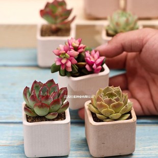 ֲСԎ莧ֲ҃ȾGֲֺB]