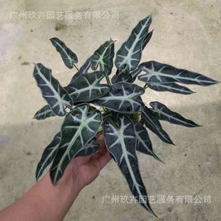 Hydroponic Fairy Guanyin Lotus Living Room Balcony Office Desktop Green Plant Foliage Small Potted Plant Purify the Air