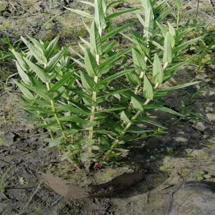 Qianqucai Sell Lots of Various Specifications of Various Aquatic Plants with Complete Varieties in Xiaoshan Base