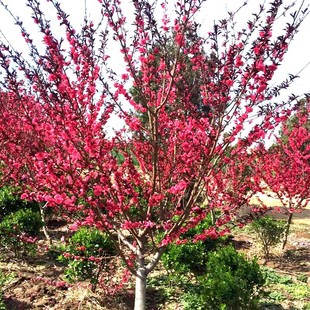 ���~�Ҙ���t�~�������~���һ�ͥԺ�^�p�е��L����G���绨��ֲ��