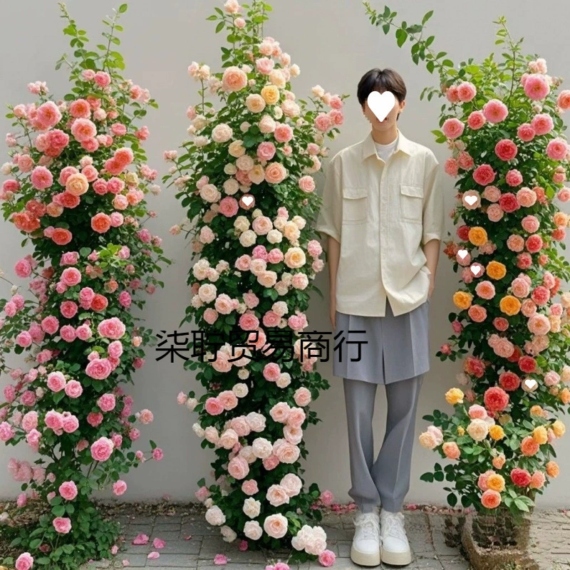 Роза рассада виноградная лоза в этом сезоне