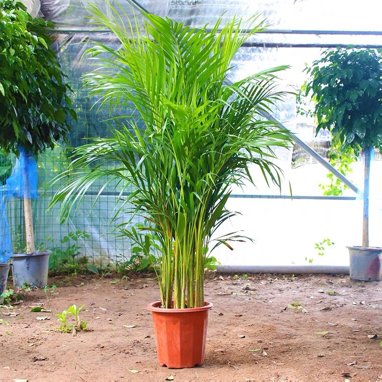 Sanwei Sunflower Green Plant Potted Flower Money Tree Potted Money Tree Potted Duck Foot Wood Potted Piano Leaf Ficus Potted Plant