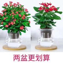 虎刺梅铁海棠盆栽室内阳台桌摆懒人水培植物四季好养客厅摆放花卉