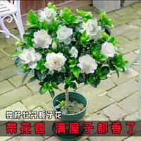 Цветочное растение в горшке Gardenia, цветущее круглый год в помещении с бутонами, зеленое растение на балконе, сильный аромат, большой саженец, легко ухаживать
