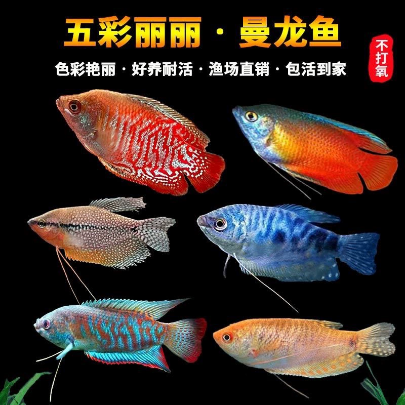 Живая тропическая декоративная рыба Manlow, тело синее Manlong, Huangman-дракон, золотой Боци, шаровидная Афан, маленькая мини-рыбка попугай