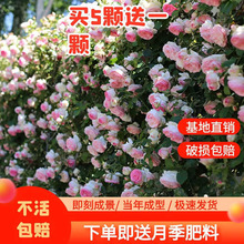 �����Nޱ�����ٱ��¼��ش�����ļ��_����ɳ��ʯ�e��ͥԺõ��ֲ��