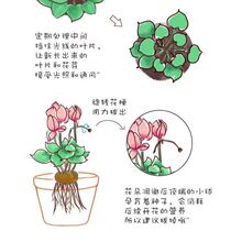仙客来盆栽带花苞室内客厅年宵花新品四季开花好养阳台观花植物