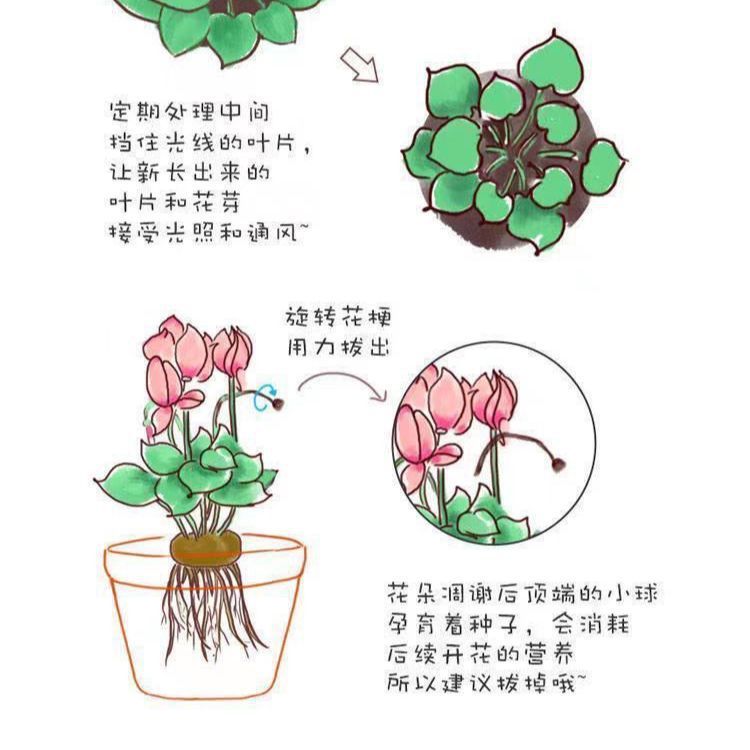 仙客来盆栽带花苞室内客厅年宵花新品四季开花好养阳台观花植物