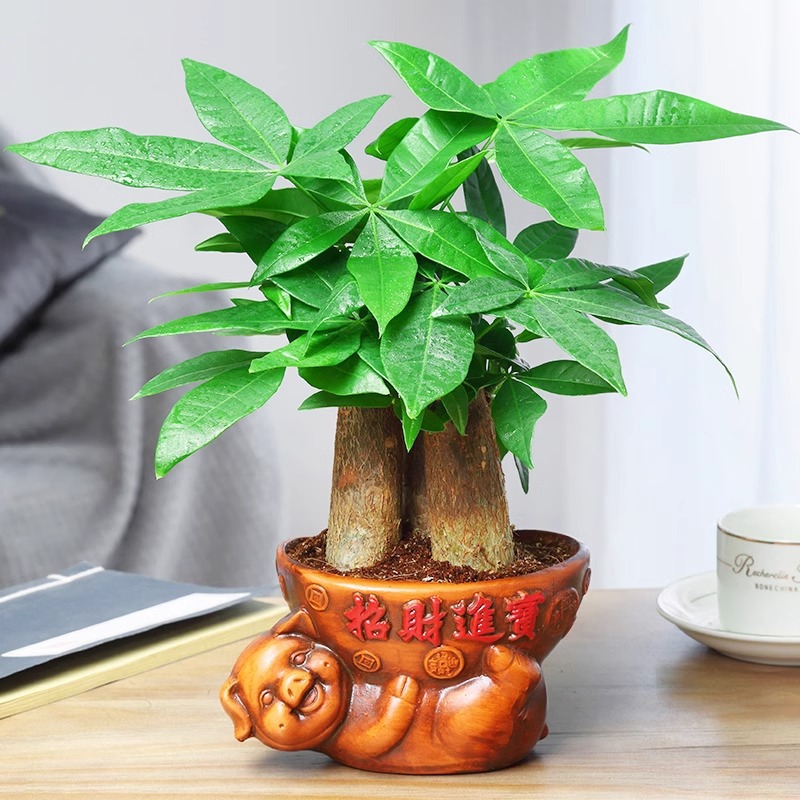 Money Tree Potted Indoor Plant to Attract Wealth, Living Room, Office Desktop Green Plant, Easy to Feed Lazy People in All Seasons