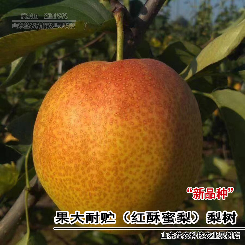 梨树树苗特大嫁接红酥蜜梨树苗耐贮红皮梨南方北方种植当年结果苗-阿里巴巴
