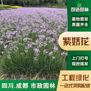 Purple Flower Seedlings Sichuan Landscaping Courtyard Garden Perennial Root Ball Flower Landscaping Cold-Resistant Flower Mirror Plant