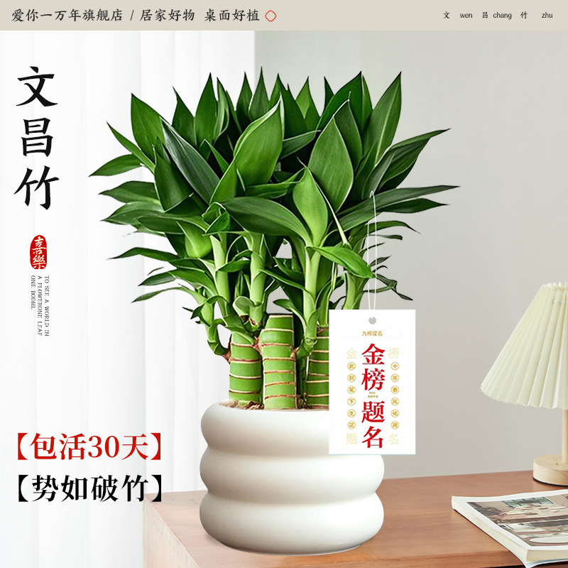 원창 대나무 4개 + 도넛 도자기 세면대 + 금 목록 태그(포장석 + 영양액 포함) Yue Pet