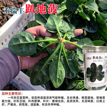 ſ�ز��˷N���ﶬ���ͺ��ѷN�߲�Խ�����˷N���ݲ��Ѳ˷N��Ʒ�N