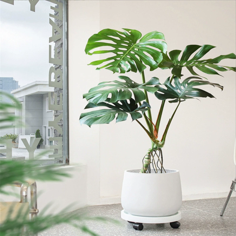 Бамбуковая черепаха на гидропонной основе для гостиной в помещении, Большие растения Four Seasons хорошо кормить чистый воздух, настольный офис, зеленые цветы