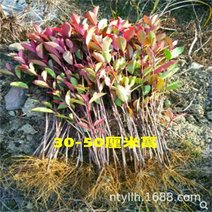 ��ɫ�t�~ʯ������ߗU�������ͥԺ�@�־G���繤�����ⳣ��ֲ��