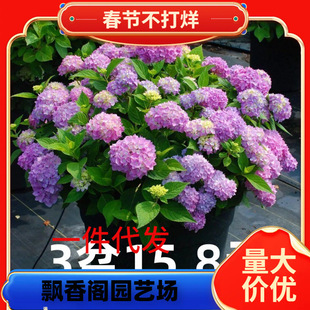 һ�����l������ֲ��o�M���_�����B�Ļ��ļ��������Ի���ֲ����