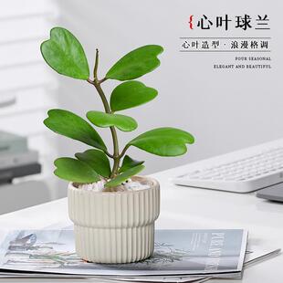 Office Potted Heart-Leaf Ball Orchid Indoor Green Plant Desktop Easy to Care for Living Room Fortune-Attracting Evergreen Heart-Shaped Plant