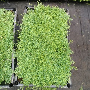 2409 Nursery Supply Super Cuiyun Grass Chameleon Potted Sieve Seedlings Green Plant Green Space Lover Grass Courtyard