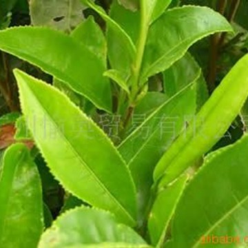 供应优质进口绿茶香精5KG起售